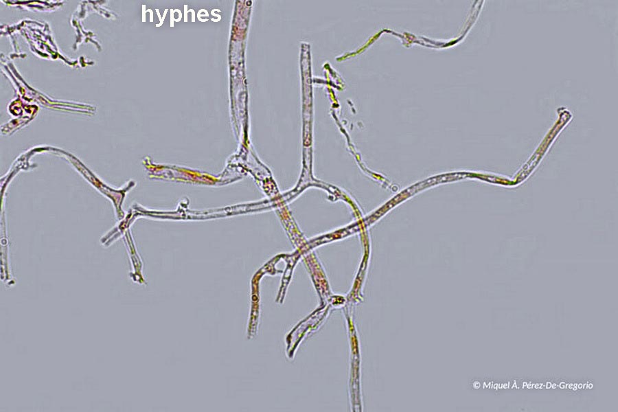 Myxarium nucleatum (Exidia nucleata)