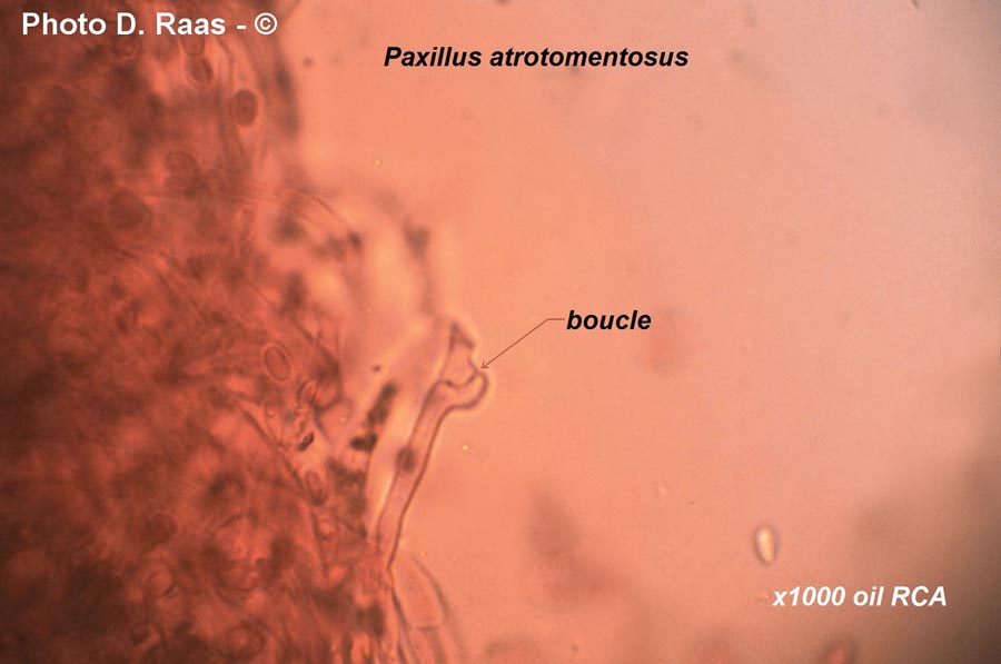 Paxillus atrotomentosus (Tapinella atrotomentosa)