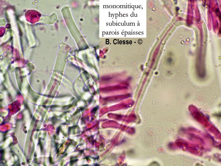 Phanerochaete sordida