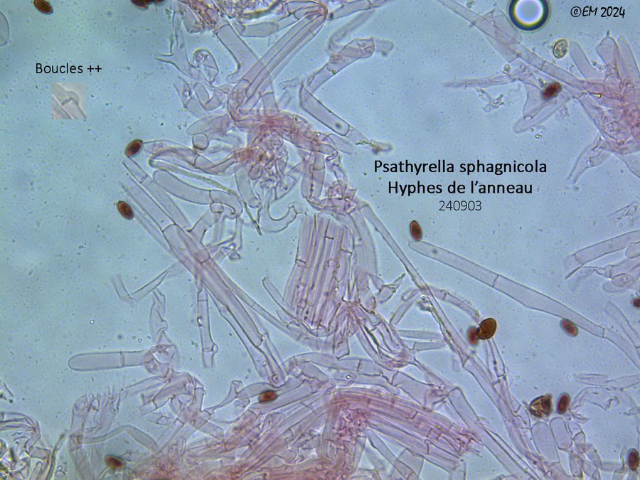 Psathyrella sphagnicola