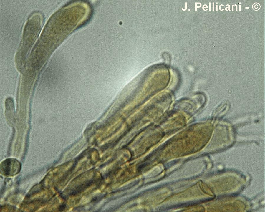 Pulcherricium coeruleum (Terana caerulea)