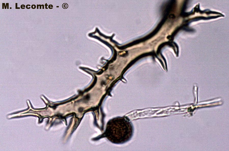 Scleroderma polyrhizum