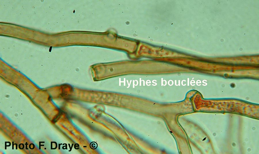 Tomentella bryophila