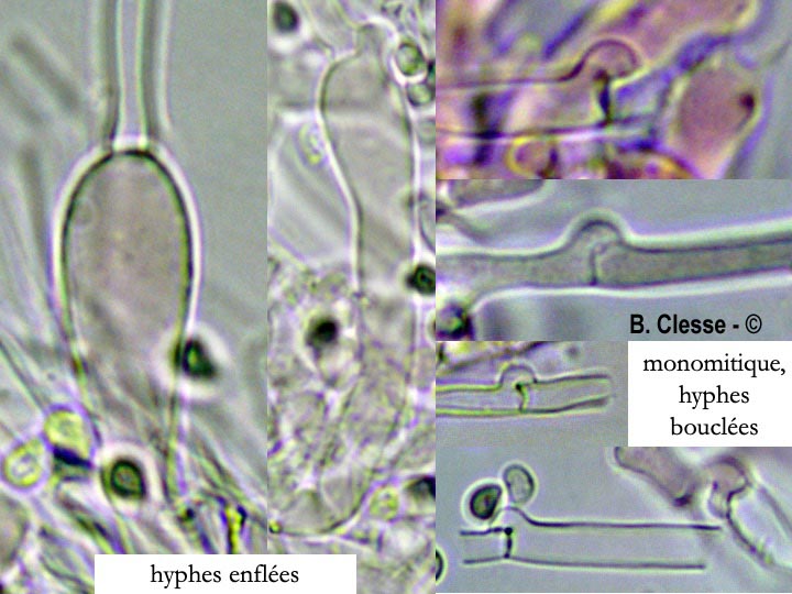 Trechispora cohaerens