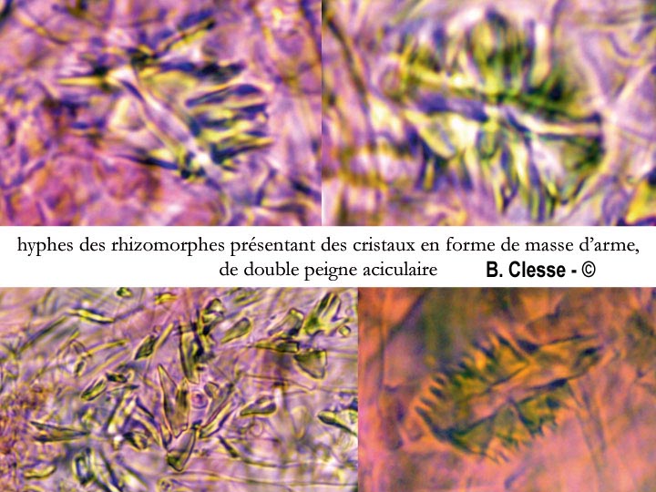 Trechispora cohaerens