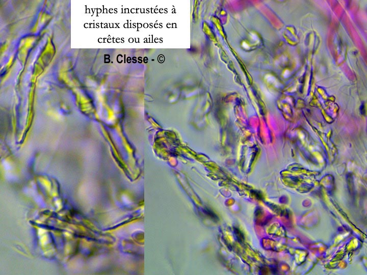 Trechispora cohaerens