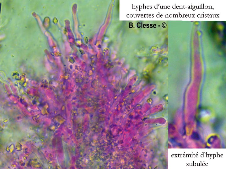 Lyomyces crustosus (Xylodon crustosus)