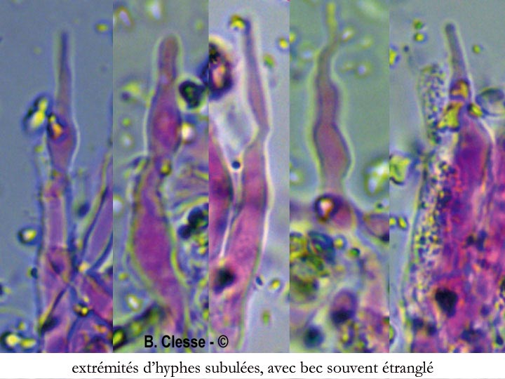 Lyomyces crustosus (Xylodon crustosus)