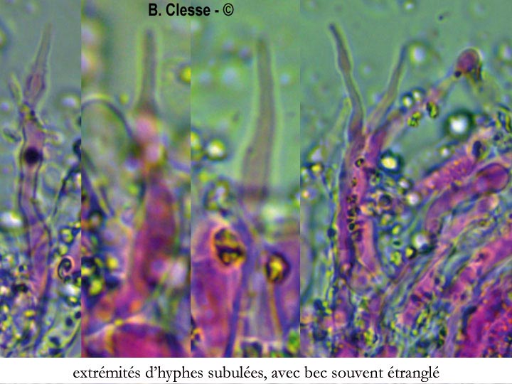 Lyomyces crustosus (Xylodon crustosus)