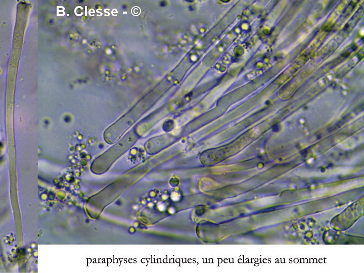Helvella acetabulum (Paxina acetabulum)