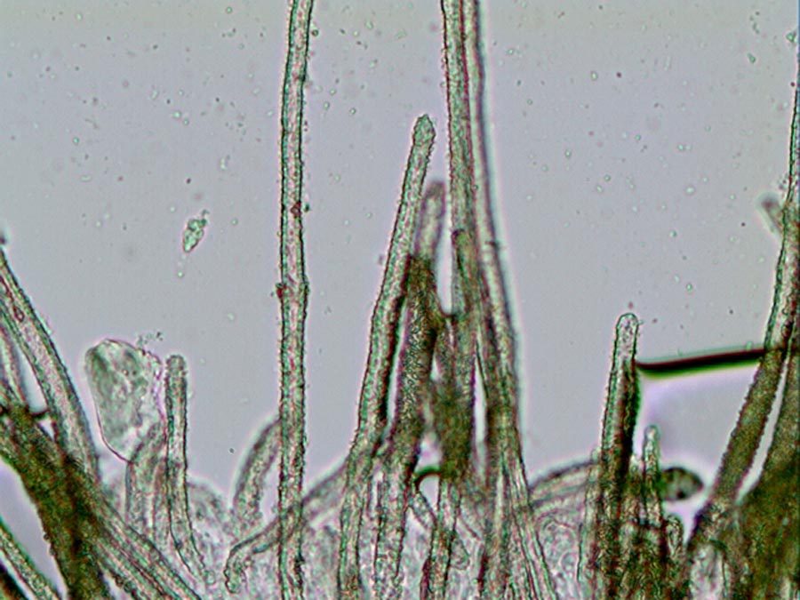Flagelloscypha niveola