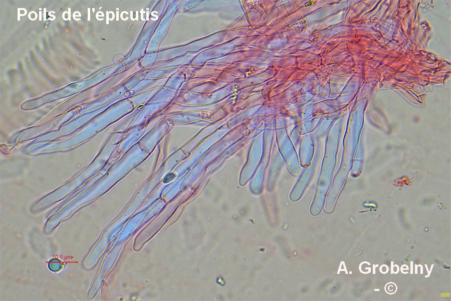 Hohenbuehelia auriscalpium