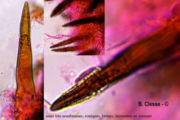Hydnoporia corrugata (Hymenochaete corrugata)