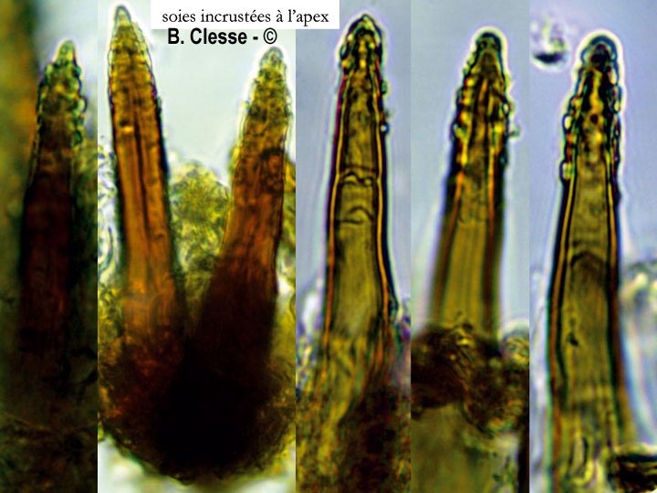 Hydnoporia corrugata (Hymenochaete corrugata)