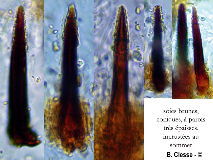 Hydnoporia corrugata (Hymenochaete corrugata)