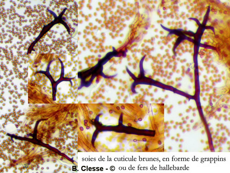 Inonotus cuticularis