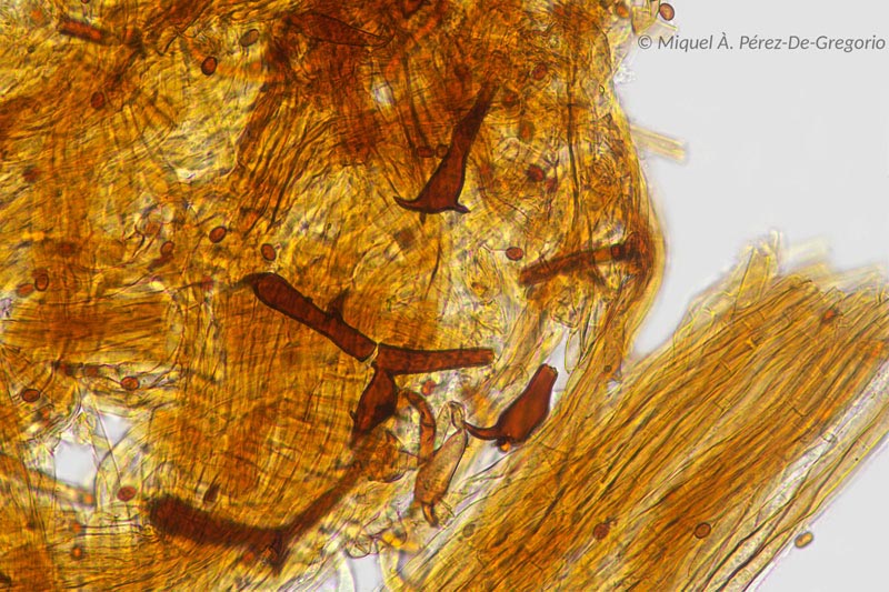 Inonotus cuticularis