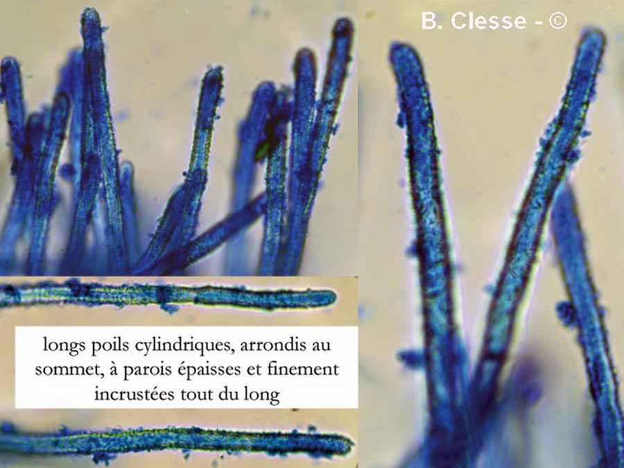  Lachnella alboviolascens