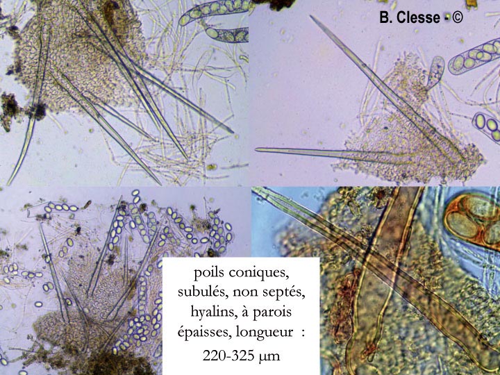 Lasiobolus cuniculi