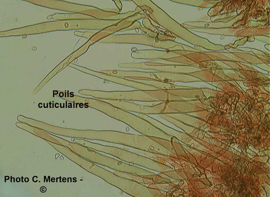 Lepiota rhodorhiza