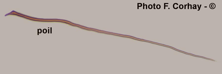 Parasola conopileus