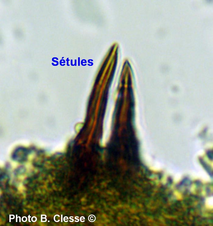 Phellinus conchatus