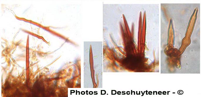 Phellinus ferruginosus