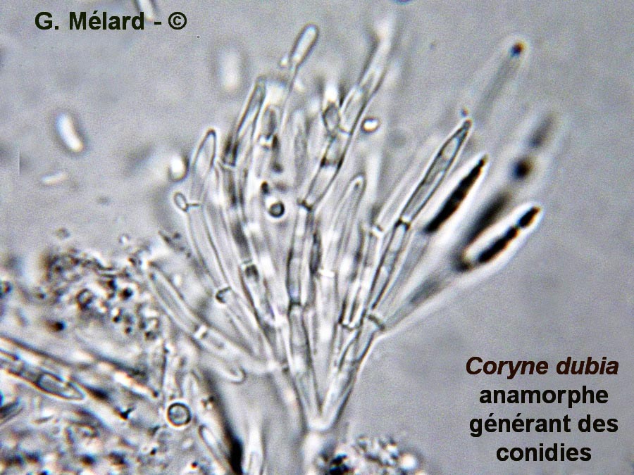 Coryne dubia (anamorphe de Ascocoryne sarcoides)