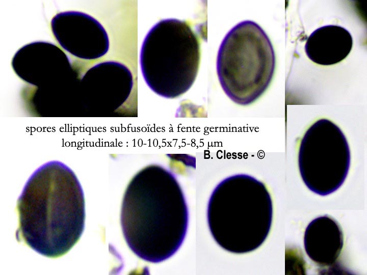 Biscogniauxia nummularia
