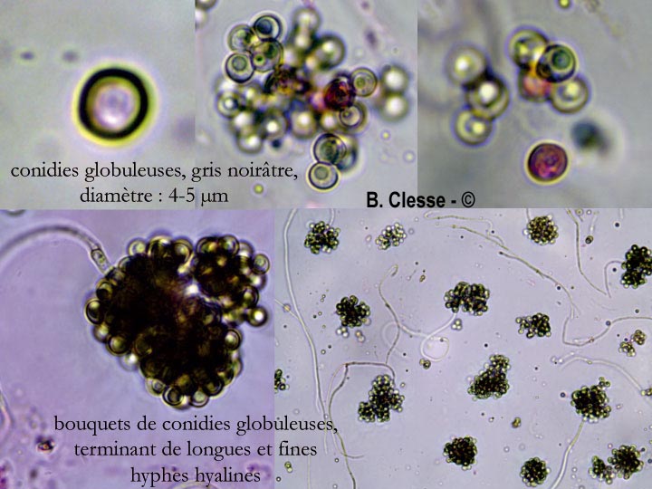 Cheirospora botryospora