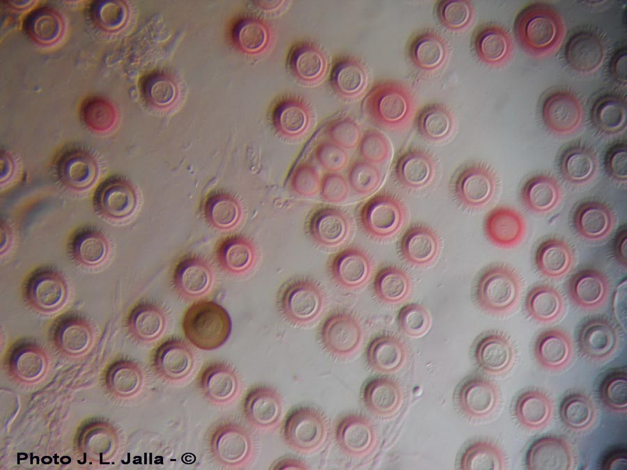 Elaphomyces granulatus