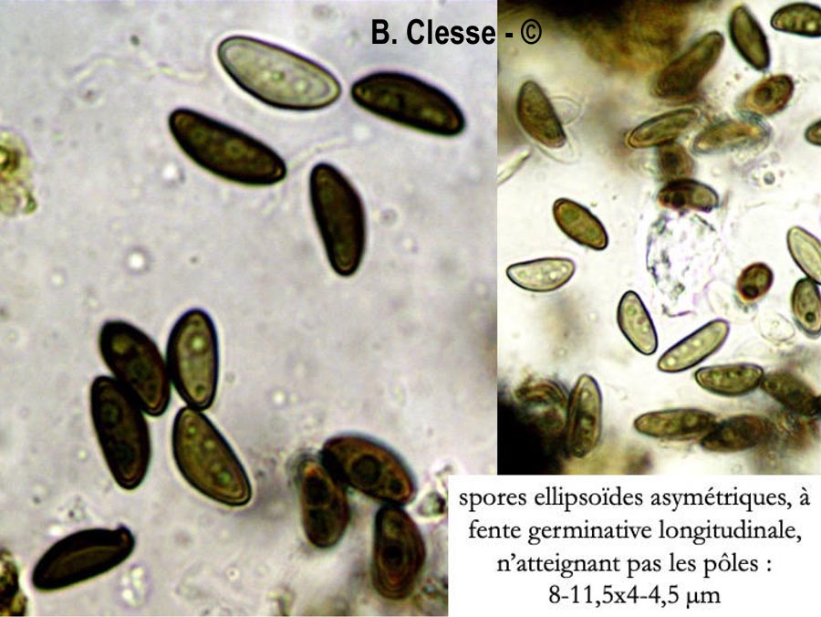 Hypoxylon rubiginosum