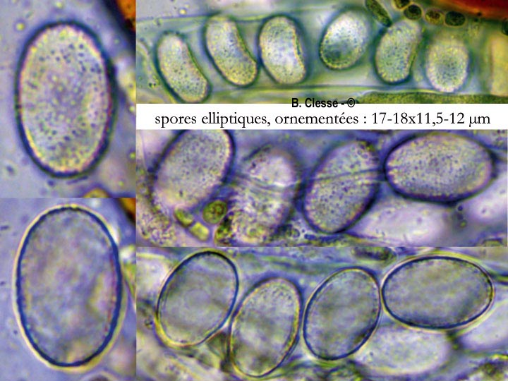 Iodophanus carneus