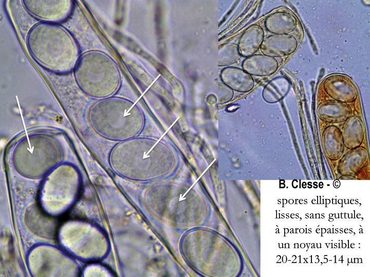 Lasiobolus cuniculi