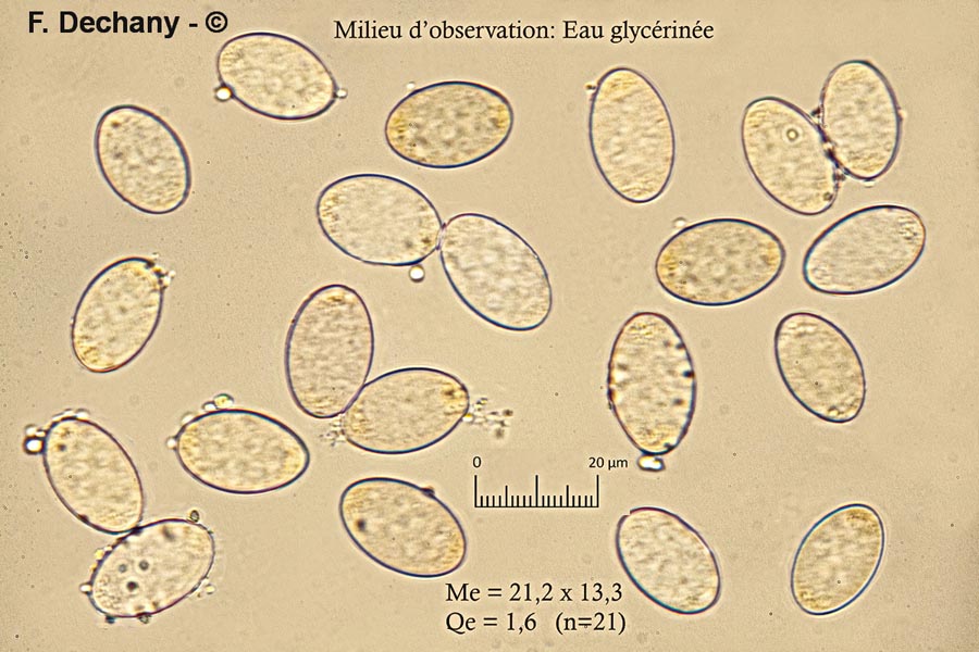 Morchella vulgaris