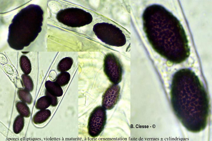 Neottiella vivida