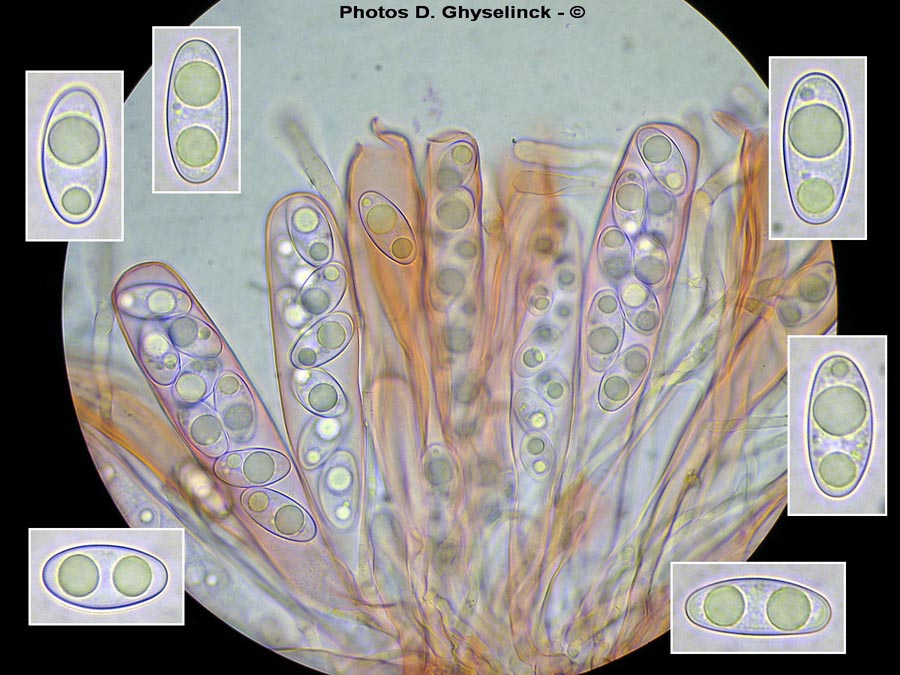 Octospora axillaris