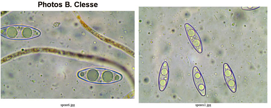 Octospora coccinea