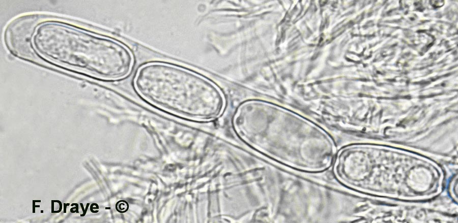 Sarcoscypha jurana