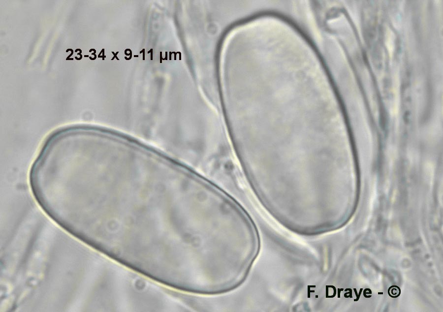 Sarcoscypha jurana