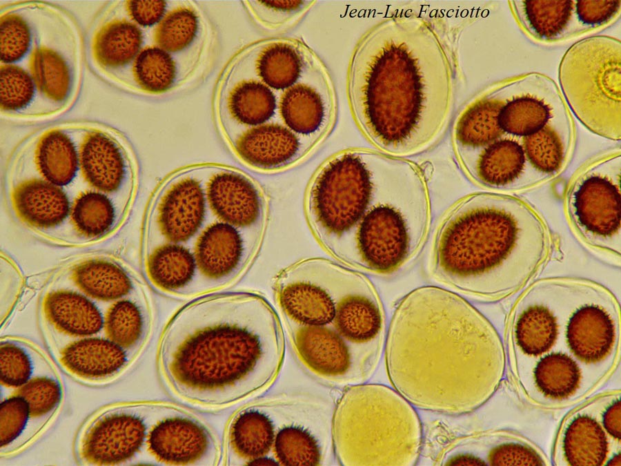 Tuber melanosporum