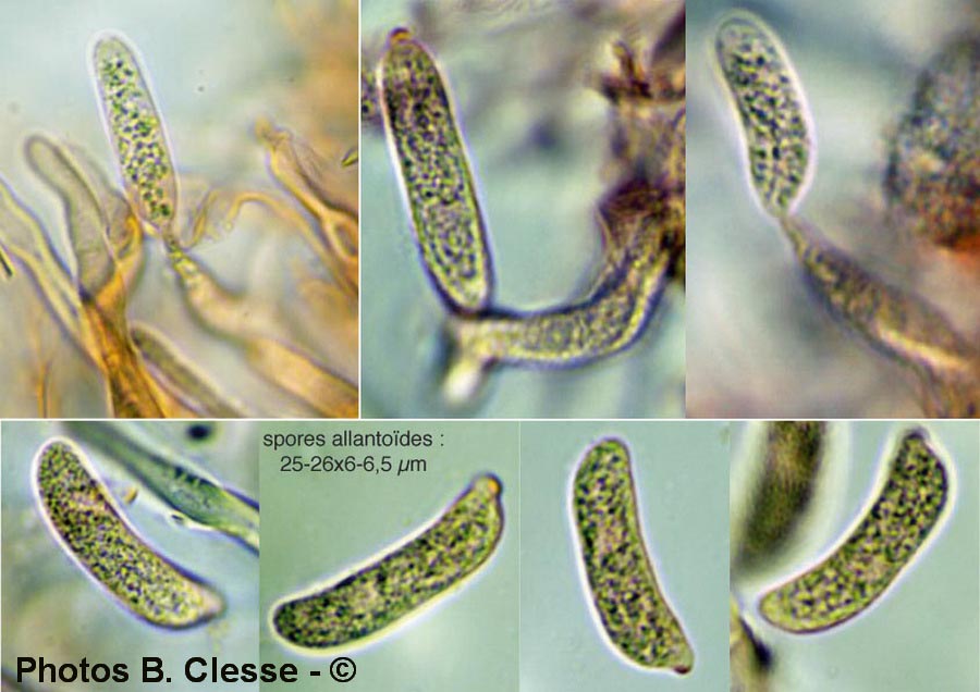 Achroomyces disciformis