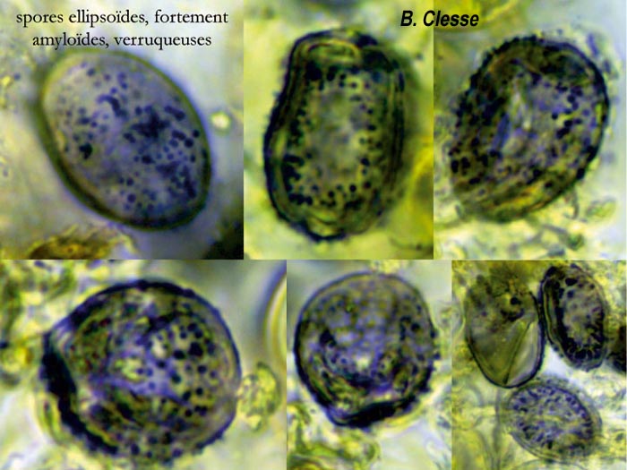 Aleurodiscus aurantius