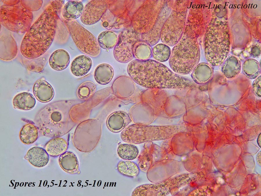 Amanita basiana