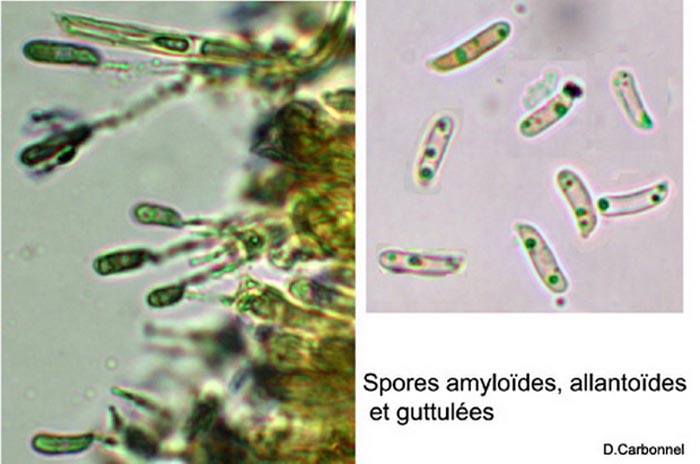 Amylocorticium cebennense