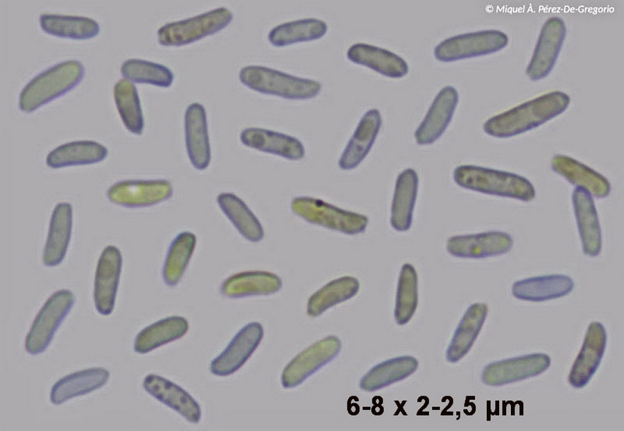 Amylocorticium subsulphureum