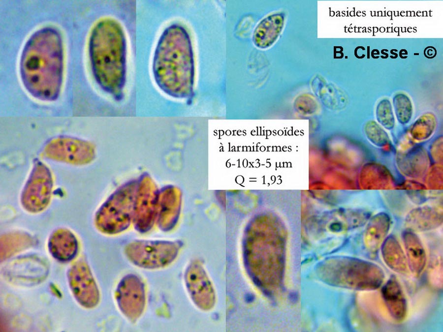 Arrhenia glauca