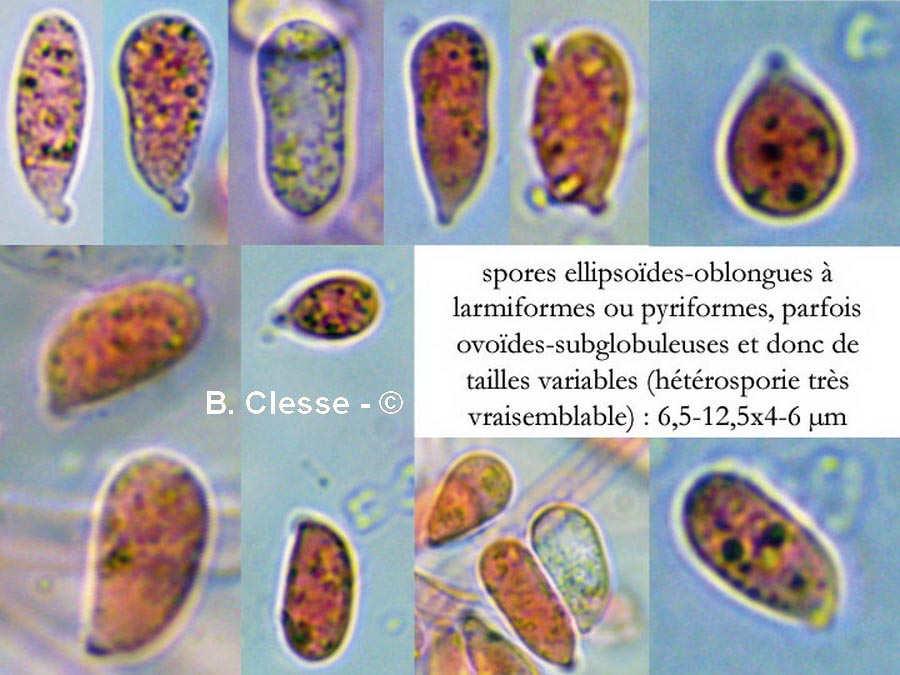 Arrhenia griseopallida (Phaeotellus griseopallidus)