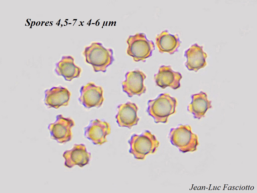 Boletopsis mediterraneensis