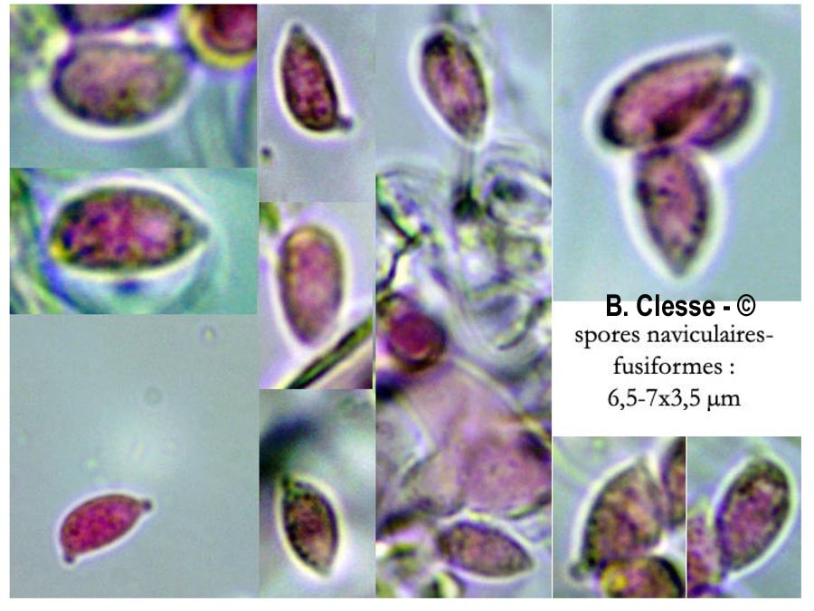 Botryobasidium candicans (Haplotrichum capitatum)